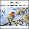 Birds Chirping Sounds – 4 Hour Sound