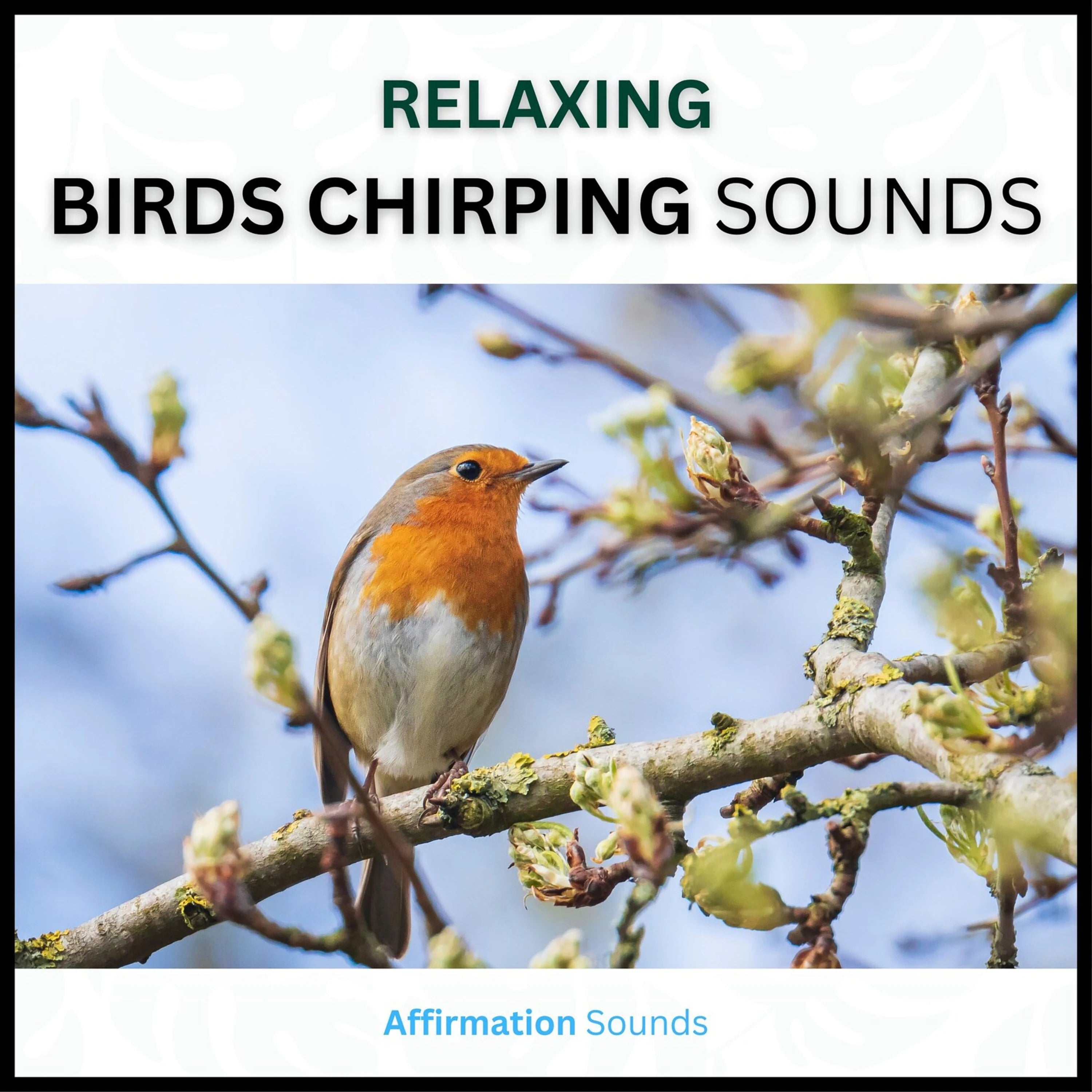 Birds Chirping Sounds – 4 Hour Sound