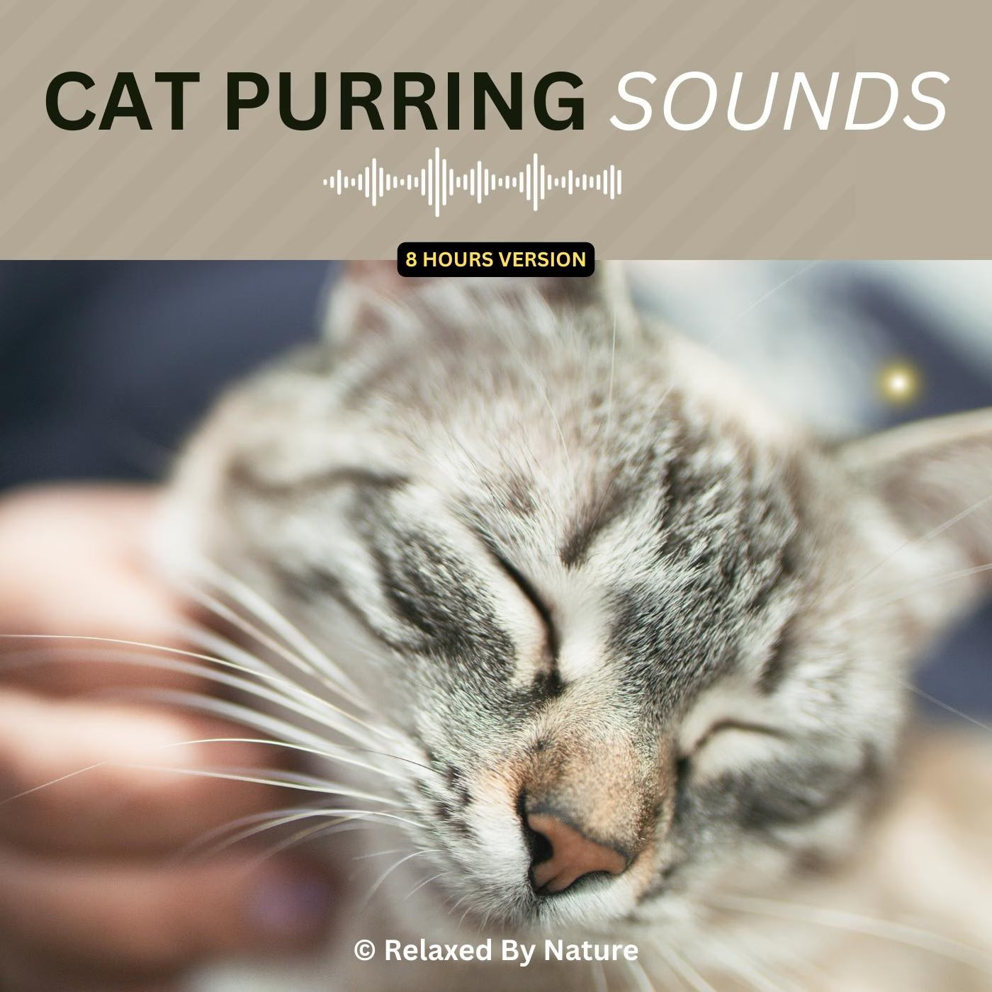 Cat Purring Sounds – 8 Hour Sound