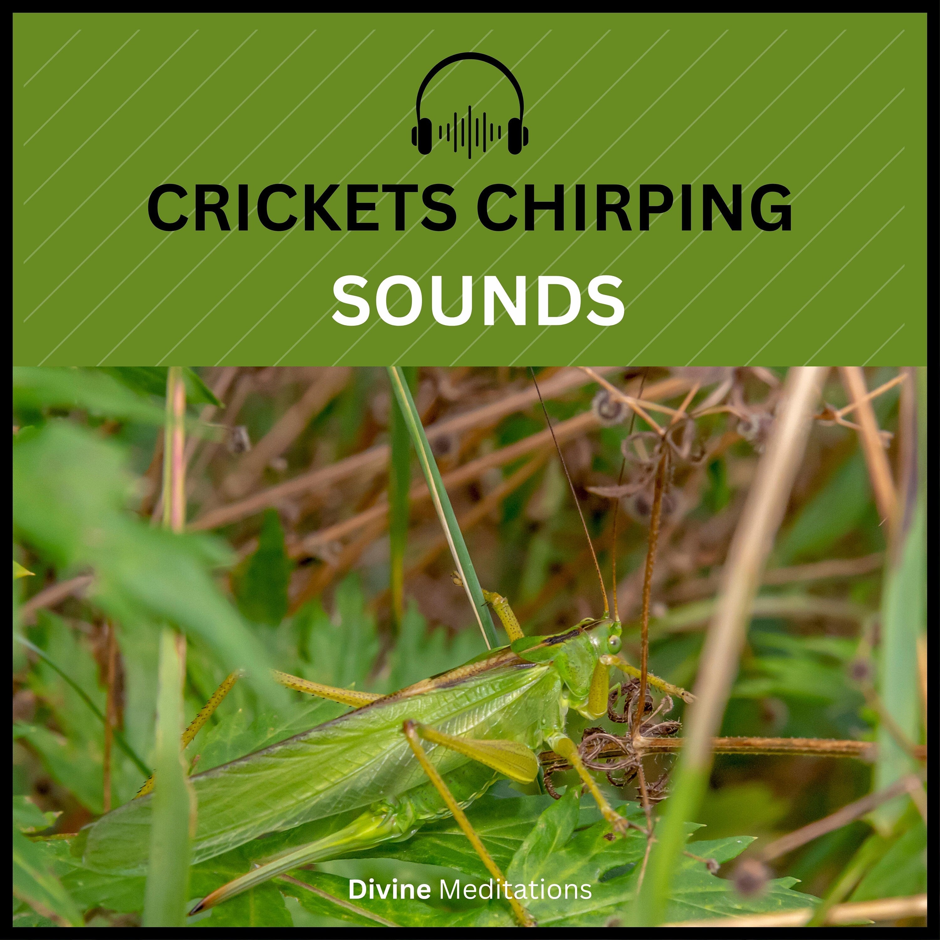Crickets Sounds – 4 Hour Night Sound