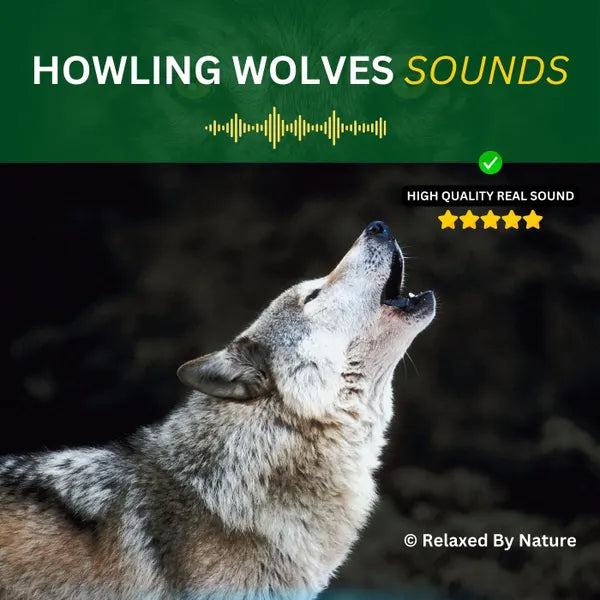 Howling Wolves - 6 Hour Sound