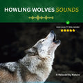 Howling Wolves - 6 Hour Sound