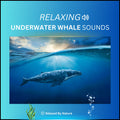 Underwater Whale Sounds – 4 Hour Sound