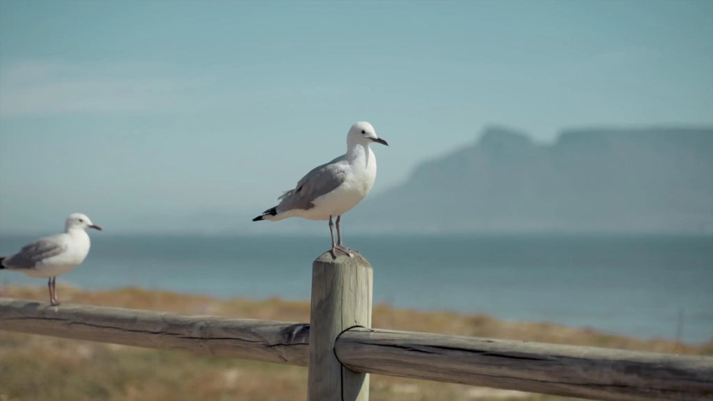 Nature Video Bundle – 6 Scenes