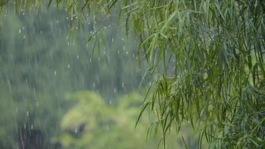 Nature Video Bundle – 6 Scenes