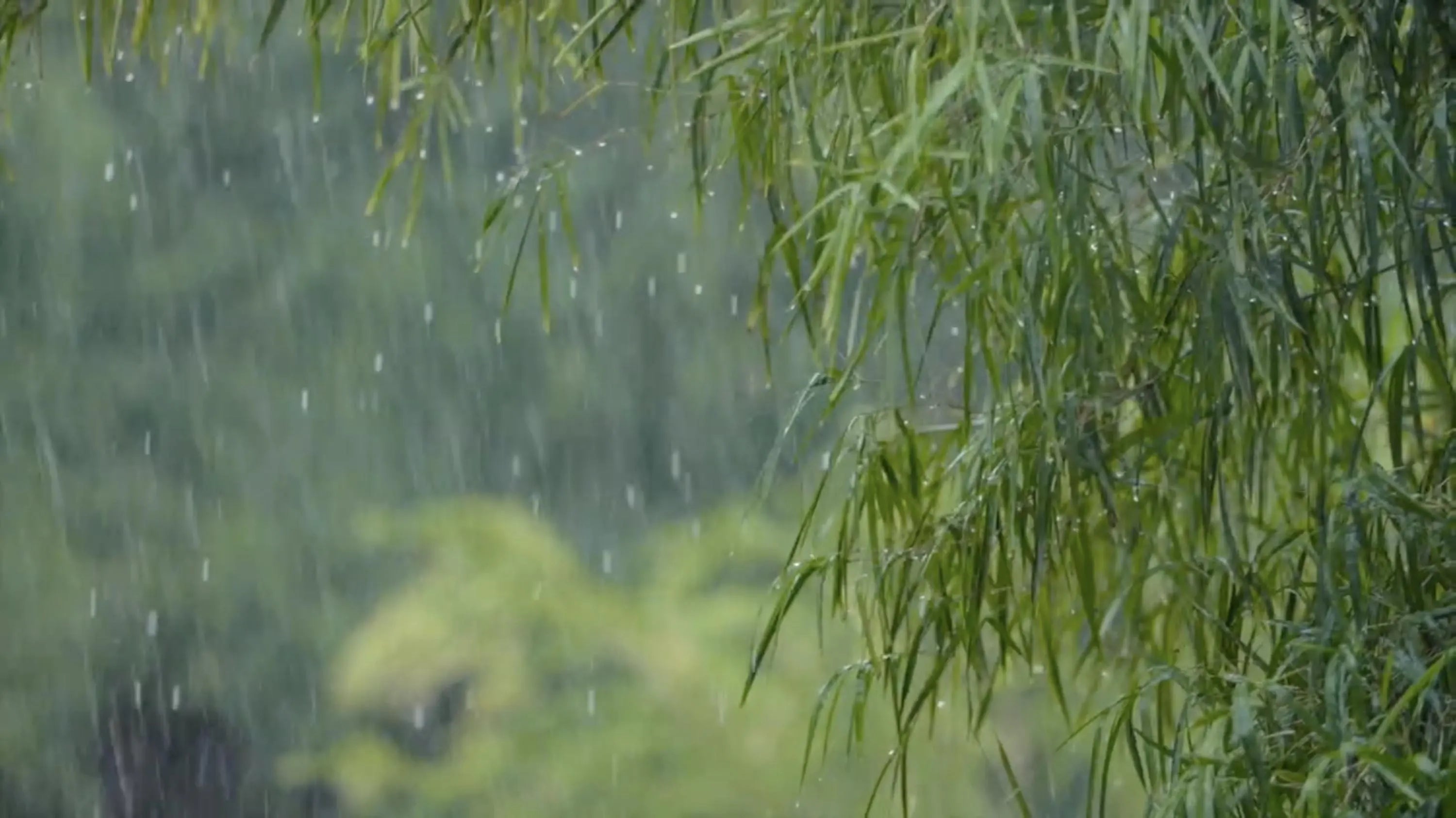 Nature Video Bundle – 6 Scenes