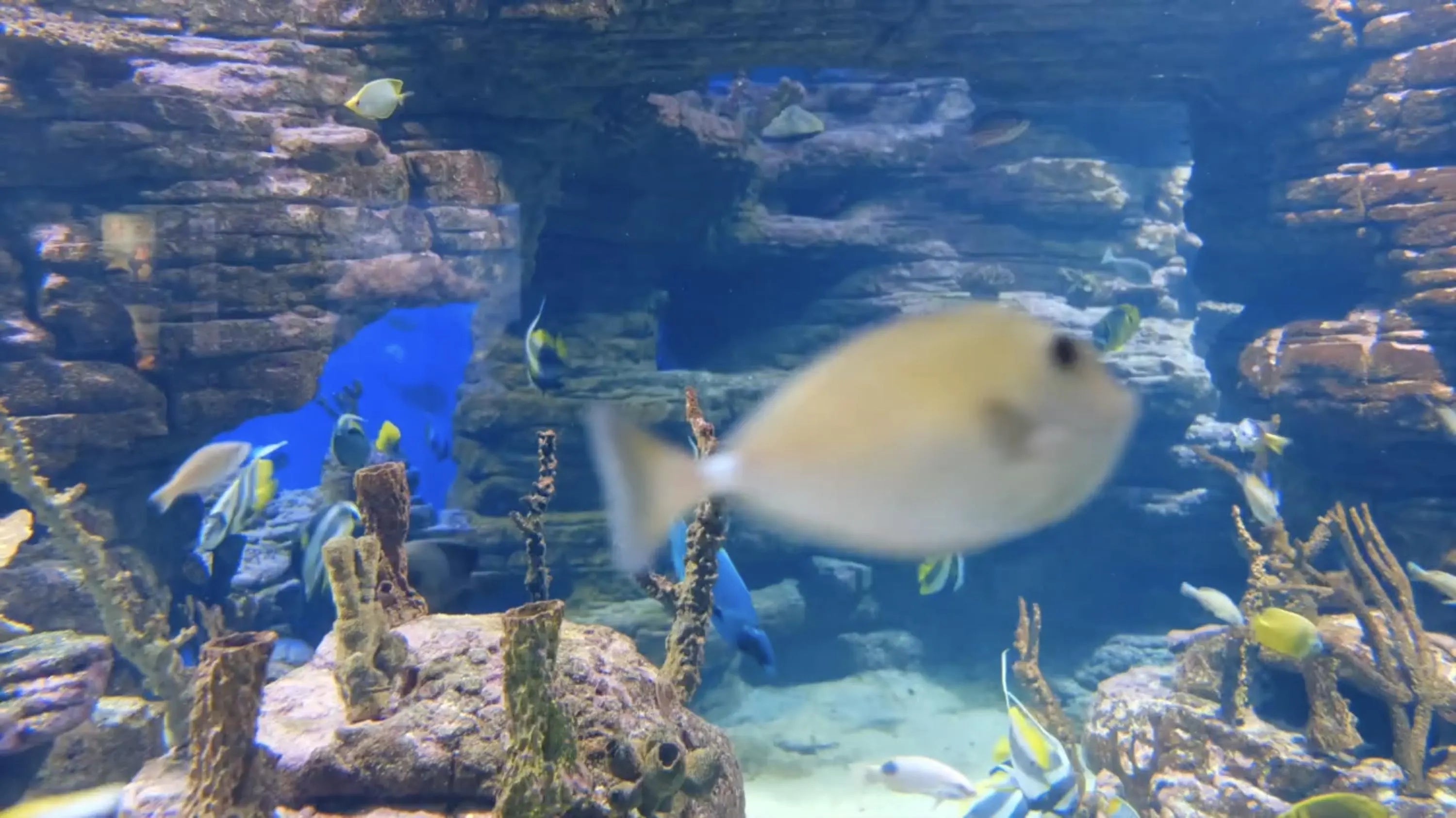 Nature Video Bundle – 6 Scenes