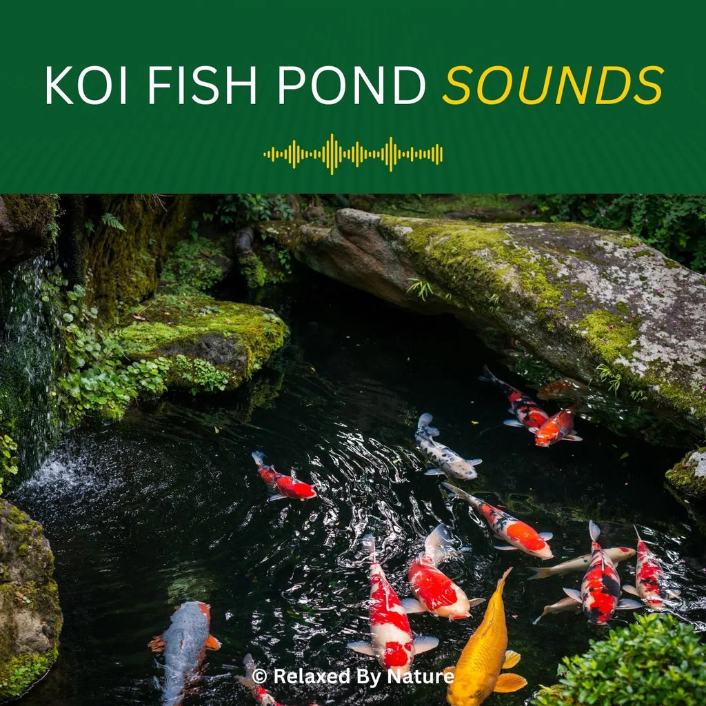 Koi Fish Pond Sounds – 6 Hour Sound