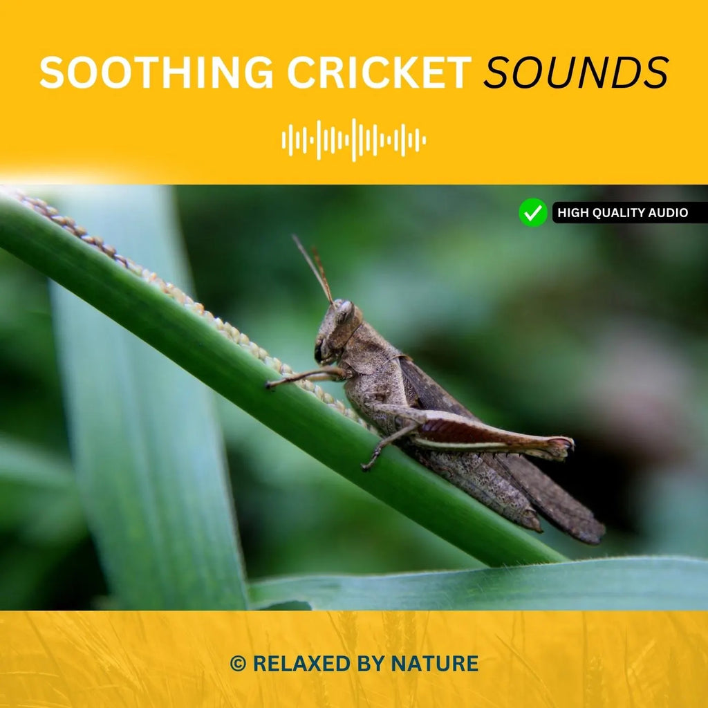 Cricket Sounds – 8 Hour Sound
