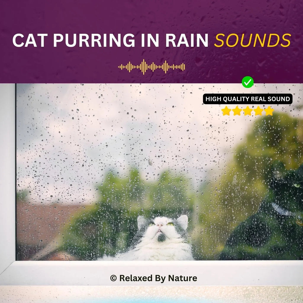 Cat Purring and Rain Sounds – 8 Hour Sound