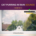 Cat Purring and Rain Sounds – 8 Hour Sound