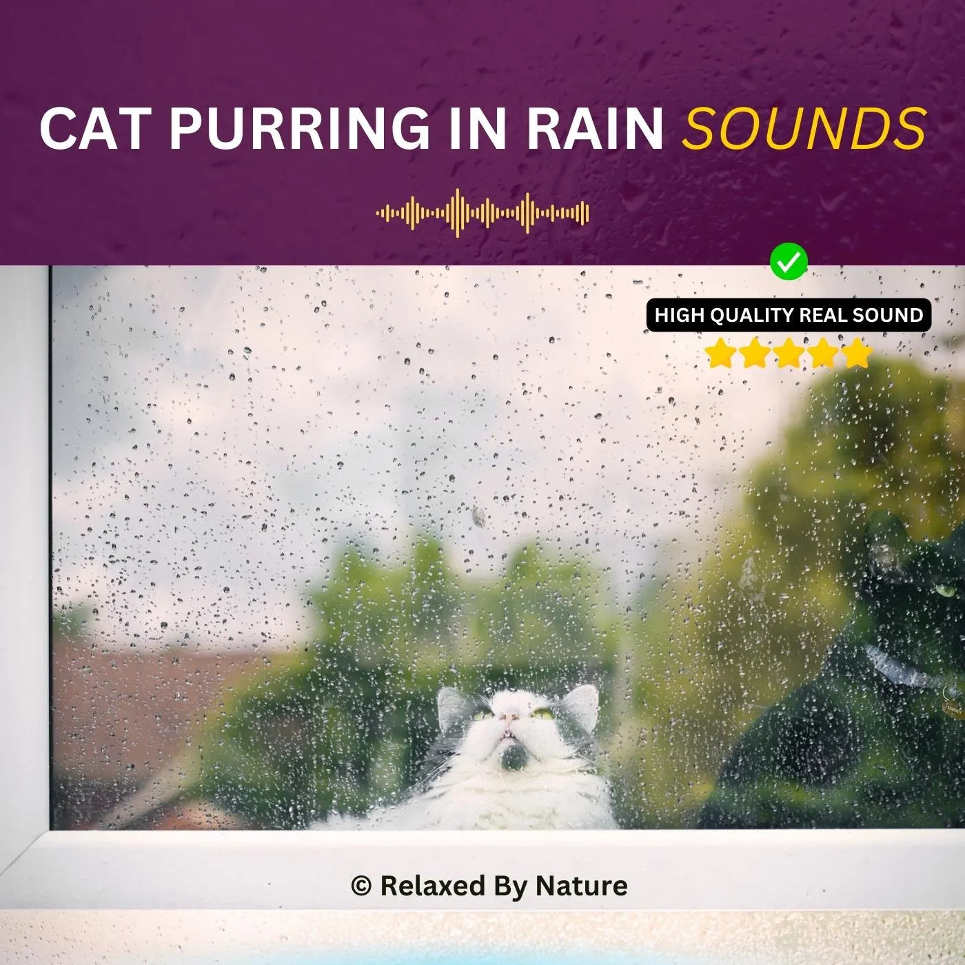 Cat Purring and Rain Sounds – 8 Hour Sound